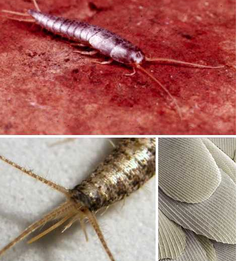 Con bọ bạc, tên thường gọi là silverfish (loại côn trùng nhỏ có cánh trắng (như) bạc, ăn các mảnh thức ăn vụn, bìa sách..) có tên khoa học là Lespisma sacchrina, là loài côn trùng không cánh có thể dài tới 2 cm. Loài này là sinh vật thân mềm, di chuyển dạng sóng giống như chuyển động của cá.